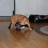 Fransk bulldog Charlie