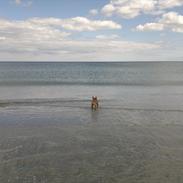 Fransk bulldog Charlie