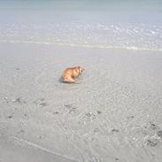 Fransk bulldog Charlie