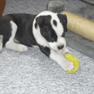 Blanding af racer Merlin