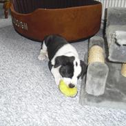 Blanding af racer Merlin