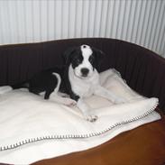 Blanding af racer Merlin