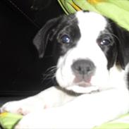 Blanding af racer Merlin