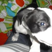 Blanding af racer Merlin