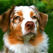 Australian shepherd Illumineer Magnolia Mill