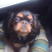King charles spaniel Castle of Roses Nathen Mc Neal