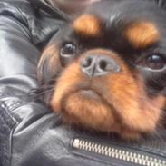 King charles spaniel Castle of Roses Nathen Mc Neal