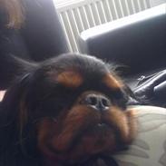 King charles spaniel Castle of Roses Nathen Mc Neal