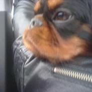 King charles spaniel Castle of Roses Nathen Mc Neal