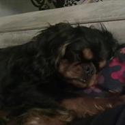 King charles spaniel Castle of Roses Nathen Mc Neal