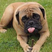 Bullmastiff * Vampyren Wilma *