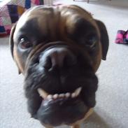 Bullmastiff * Vampyren Wilma *