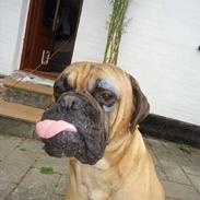 Bullmastiff * Vampyren Wilma *