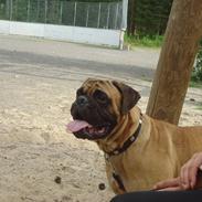 Bullmastiff * Vampyren Wilma *