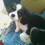 Cavalier king charles spaniel Funkel´s Lord Harley