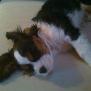 Cavalier king charles spaniel Funkel´s Lord Harley