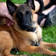 Malinois Boholdt Zappa