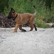 Malinois Boholdt Zappa