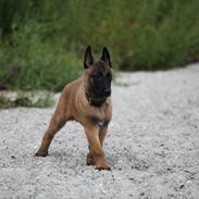 Malinois Boholdt Zappa