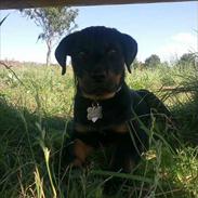 Rottweiler Jackie