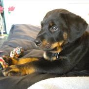 Rottweiler Jackie