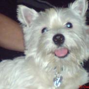 West highland white terrier Lukas