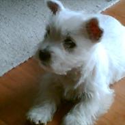 West highland white terrier Lukas