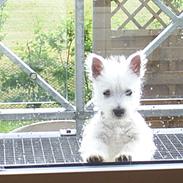 West highland white terrier Lukas