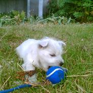 West highland white terrier Lukas
