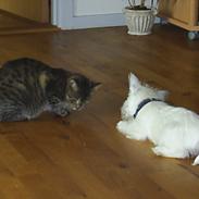 West highland white terrier Lukas