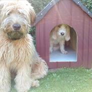 Irish softcoated wheaten terrier Betty