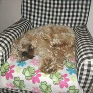 Irish softcoated wheaten terrier Betty