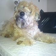 Irish softcoated wheaten terrier Betty