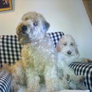 Irish softcoated wheaten terrier Betty