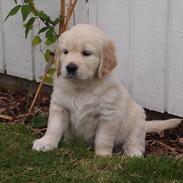 Golden retriever Frida