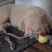 Golden retriever Frida