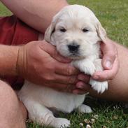 Golden retriever Frida