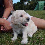 Golden retriever Frida