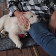 Golden retriever Frida