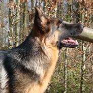 Schæferhund Fazi