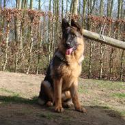 Schæferhund Fazi
