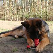 Schæferhund Fazi
