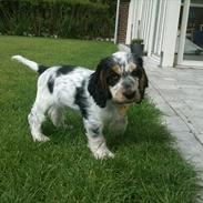Cocker spaniel Cockerpets Cute Fuzzy (Balú)