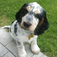 Cocker spaniel Cockerpets Cute Fuzzy (Balú)