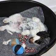 Cocker spaniel Cockerpets Cute Fuzzy (Balú)