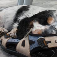 Cocker spaniel Cockerpets Cute Fuzzy (Balú)