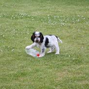 Cocker spaniel Cockerpets Cute Fuzzy (Balú)