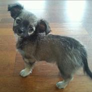 Chihuahua Angel (Perle)