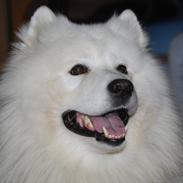 Samojedhund Santos