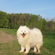 Samojedhund Santos